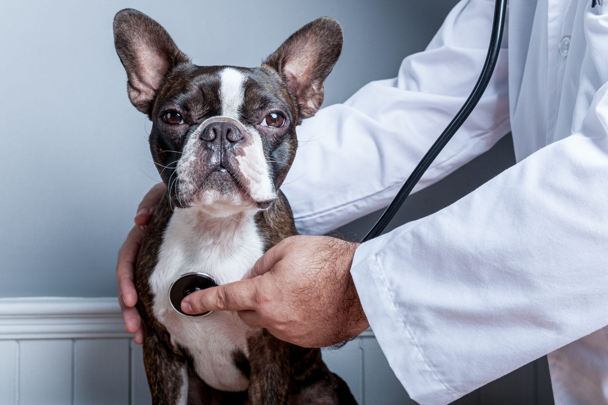 🐾 Häufige Herzkrankheiten Hund • Mitralklappeninsuffizienz (sehr häufig, v. a. kleine Hunde) • Dilatative Kardiomyopathie (DCM) (v. a. große Hunde) • Herzinsuffizienz Katze • Hypertrophe Kardiomyopathie (HCM) (häufigste Herzerkrankung bei Katzen) ⸻ 🩺 Typische Untersuchungen • Abhören (Herzgeräusch) • Röntgen (Herzgröße) • Ultraschall (wichtigste Methode) • EKG (Herzrhythmus) ⸻ 💊 Behandlung • Herzmedikamente (z. B. zur Entlastung oder Stärkung) • Anpassung von Bewegung & Futter • regelmäßige Kontrollen ⸻ 👨‍⚕️ Spezialisierung Nicht jeder Tierarzt ist Kardiologe. Es gibt spezialisierte Tierärzte, oft organisiert über die Deutsche Veterinärmedizinische Gesellschaft ⸻ 🚨 Wann handeln? Zum Tierarzt, wenn: • Husten (besonders beim Hund) • schnelle Ermüdung • Atemprobleme • Kollaps / Ohnmacht