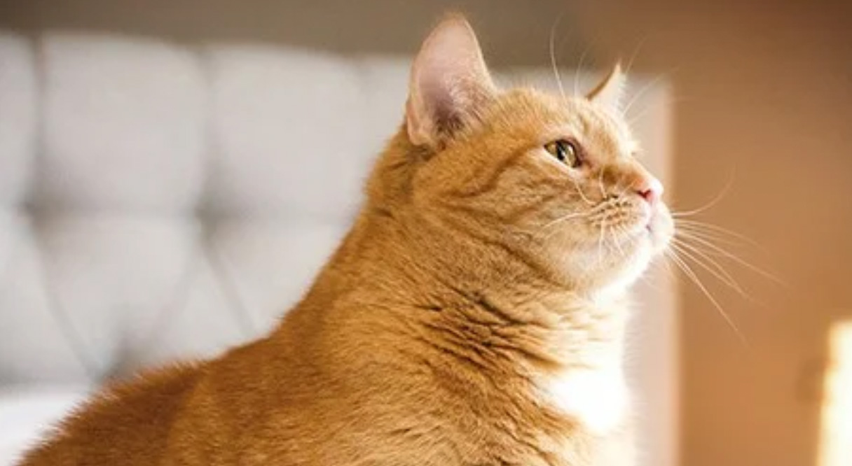 Die 10 besten Tierärzte in Stuttgart Insgesamt haben wir 35 Tierärzte mit 6.234 Bewertungen gefunden Stadtteile Sortierung & Filter auf Karte 1 Bewertungsdurchschnitt 4,88211 Bewertungen auf 3 Portalen 196 TOP Bewertungen Dr. Corinna Marquis Tierarzt Augustenstr. 106, 70197 Stuttgart (West) Tierarzt • Tierarzt Klein- und Haustiere • Hausbesuche keine Öffungszeiten angegeben Kunden sagen: Wartezeiten Gefühl Tierärztin Details anzeigenAnbieter vergleichen 2 Bewertungsdurchschnitt 4,90117 Bewertungen auf 3 Portalen 103 TOP Bewertungen Dr.Schröer Nicola Tierarztpraxis Tierärzte Kirchheimer Str. 77, 70619 Stuttgart (Sillenbuch) Tierarzt • Tierarzt Zahnheilkunde • Tierchirurgie geöffnet, schließt in 1 Stunde und 19 Minuten Kunden sagen: Praxis Hund Details anzeigenAnbieter vergleichen 3 Bewertungsdurchschnitt 4,84204 Bewertungen auf 5 Portalen 182 TOP Bewertungen Tierärztliche Gemeinschaftspraxis MVDr. Marek Benetka & Claudia Brüning Griegstr. 27c, 70195 Stuttgart (Botnang) Tierarzt • EKG • Futtermittelberatung geöffnet, schließt in 2 Stunden und 19 Minuten Kunden sagen: Tier Praxis Katze Details anzeigenAnbieter vergleichen 4 Bewertungsdurchschnitt 4,83628 Bewertungen auf 6 Portalen 559 TOP Bewertungen Dr. Stephan Schroth Kleintierpraxis Alte Weinsteige 100, 70597 Stuttgart (Degerloch) Tierarzt Klein- und Haustiere • Tierarzt geöffnet, schließt in 2 Stunden und 19 Minuten Kunden sagen: Herrchen Praxispersonal Behandlungen Details anzeigenAnbieter vergleichen 5 Bewertungsdurchschnitt 4,84150 Bewertungen auf 2 Portalen 135 TOP Bewertungen Gerald Westphal Tierarzt Staufeneckstr. 2, 70469 Stuttgart (Feuerbach) Tierarzt • Tierarzt Klein- und Haustiere keine Öffungszeiten angegeben Kunden sagen: Behandlungen Katerchen Tierarzt Details anzeigenAnbieter vergleichen 6 Bewertungsdurchschnitt 4,801183 Bewertungen auf 2 Portalen 1.077 TOP Bewertung felmo Mobiler Tierarzt Stuttgart Agnesstr. 17, 70597 Stuttgart (Degerloch) Tierarzt • Mobiler Tierarzt • Hausbesuche geöffnet, schließt in 4 Stunden und 19 Minuten Details anzeigenAnbieter vergleichen 7 Bewertungsdurchschnitt 4,80344 Bewertungen auf 5 Portalen 299 TOP Bewertungen Dr. M. Freisleben E. Sigloch Tierärztliche Gemeinschaftspraxis Stammheimer Str. 31, 70435 Stuttgart (Zuffenhausen) Tierarzt geschlossen, öffnet in 19 Minuten Kunden sagen: Behandlungsmethoden Vierbeiner Ärzte Details anzeigenAnbieter vergleichen 8 Bewertungsdurchschnitt 4,80250 Bewertungen auf 3 Portalen 228 TOP Bewertungen Dr.med.vet. Birgit Seiffert Tierärztin Regerstr. 18, 70195 Stuttgart (Botnang) Tierarzt • Anästhesie • Tierchirurgie geschlossen, öffnet in 19 Minuten Kunden sagen: Frauchen Betroffenheit Tierärztin Details anzeigenAnbieter vergleichen 9 Bewertungsdurchschnitt 4,80180 Bewertungen auf einem Portal 160 TOP Bewertungen Tierarztpraxis Weinmann Stuttgart Schloßstr. 58, 70176 Stuttgart (West) Tierarzt geöffnet, schließt in 2 Stunden und 19 Minuten Details anzeigenAnbieter vergleichen 10 Bewertungsdurchschnitt 4,79243 Bewertungen auf 4 Portalen 216 TOP Bewertungen Dr. D. Späth Kleintierpraxis Rembrandtstr. 15, 70567 Stuttgart (Möhringen) Tierarzt Klein- und Haustiere • Tierarzt geöffnet, schließt in 3 Stunden und 19 Minuten Kunden sagen: Katerchen Behandlungsmöglichkeiten Tierärztin Details anzeigenAnbieter vergleichen Ganz einfach mehrere Anbieter anfragen und Zeit & Geld sparenJetzt Angebotsvergleich starten Bewertungsdurchschnitt 4,77180 Bewertungen auf 4 Portalen 160 TOP Bewertungen Priv.-Doz. Dr. med.vet. Birgit Drescher Kleintierpraxis Bientzlestr. 14, 70599 Stuttgart (Birkach) Tierarzt • Tierarzt Klein- und Haustiere geschlossen, öffnet in 19 Minuten Kunden sagen: Kaninchen Belegschaft Tierärztin Details anzeigenAnbieter vergleichen Bewertungsdurchschnitt 4,8193 Bewertungen auf 2 Portalen 82 TOP Bewertungen Tierarztpraxis am Wormser Platz Tierarzt Deidesheimer Str. 15, 70499 Stuttgart (Weilimdorf) Tierarzt • Bildgebende Diagnostik • Tierchirurgie geschlossen, öffnet in 49 Minuten Kunden sagen: Herz Praxis Details anzeigenAnbieter vergleichen Bewertungsdurchschnitt 4,70320 Bewertungen auf 6 Portalen 288 TOP Bewertungen Petra Morlock Tierärztin Julius-Hölder-Str. 60, 70597 Stuttgart (Degerloch) Tierarzt • Anästhesie • Tierchirurgie geschlossen, öffnet in 18 Stunden und 19 Minuten Kunden sagen: Frauchen Tierchen Tierärztin Details anzeigenAnbieter vergleichen Bewertungsdurchschnitt 4,8159 Bewertungen auf 4 Portalen 54 TOP Bewertungen Tierärztliche Gemeinschaftspraxis Burgsmüller und Preßler Praxis für Kleintiere Paprikastr. 14, 70619 Stuttgart (Heumaden) Tierarzt Klein- und Haustiere • Tierarzt geöffnet, schließt in 2 Stunden und 19 Minuten Kunden sagen: Ärztinnen Patienten Team Details anzeigenAnbieter vergleichen Bewertungsdurchschnitt 5,0020 Bewertungen auf einem Portal 19 TOP Bewertungen Praxis für Tierchiropraktik Carola Kilian Lindpaintnerstr. 40, 70195 Stuttgart (Botnang) Tierarzt keine Öffungszeiten angegeben Details anzeigenAnbieter vergleichen Bewertungsdurchschnitt 5,0018 Bewertungen auf einem Portal Dr. Wolfgang Sinzinger Tierarzt Hermann-Fein-Str., 70599 Stuttgart (Plieningen) Tierarzt Chirurgie geöffnet, schließt in 3 Stunden und 19 Minuten Kunden sagen: Erstuntersuchung Vorgehensweise Leiden Details anzeigenAnbieter vergleichen Bewertungsdurchschnitt 4,61287 Bewertungen auf 4 Portalen 253 TOP Bewertungen Klaus Senger Tierarzt Kleintierpraxis Smaragdweg 1, 70174 Stuttgart (Nord) Tierarzt • Tierarzt Klein- und Haustiere • Hausbesuche geöffnet, schließt in 3 Stunden und 19 Minuten Kunden sagen: Mitarbeiterinnen Katerchen Wartebereich Details anzeigenAnbieter vergleichen Bewertungsdurchschnitt 4,56460 Bewertungen auf 6 Portalen 368 TOP Bewertungen Dr. med. vet. Jennifer Bendel Tierärztin Münchinger Str. 4, 70439 Stuttgart (Stammheim) Tierarzt • Tierarzt Klein- und Haustiere geöffnet, schließt in 3 Stunden und 19 Minuten Kunden sagen: Meerschweinchen Unsicherheiten Tierärztin Details anzeigenAnbieter vergleichen Bewertungsdurchschnitt 5,006 Bewertungen auf 2 Portalen 6 TOP Bewertungen Ursula Häfner Praktische Tierärztin Schlotterbeckstr. 19, 70327 Stuttgart (Untertürkheim) Tierarzt keine Öffungszeiten angegeben Kunden sagen: Herz Adresse Beratung Details anzeigenAnbieter vergleichen Bewertungsdurchschnitt 4,47284 Bewertungen auf 6 Portalen 236 TOP Bewertungen M. Ernst Dres. E. Kleintierpraxis Birkenwaldstr. 214, 70191 Stuttgart (Nord) Tierklinik • Tierarzt Klein- und Haustiere • Tierarzt geöffnet, schließt in 2 Stunden und 19 Minuten Kunden sagen: Herrchen Praxispersonal Selbstverständlichkeit Details anzeigenAnbieter vergleichen Bewertungsdurchschnitt 5,002 Bewertungen auf einem Portal 2 TOP Bewertungen Tierarztpraxis in Plieningen Dr. Ute Wörz Schilfweg 11, 70599 Stuttgart (Plieningen) Tierarzt geöffnet, schließt in 2 Stunden und 19 Minuten Kunden sagen: Praxis Tierärztinnen Hündin Details anzeigenAnbieter vergleichen Bewertungsdurchschnitt 4,48130 Bewertungen auf 3 Portalen 105 TOP Bewertungen tierarztpraxis-milz.de Masurenstr. 12, 70374 Stuttgart (Bad Cannstatt) Zoologischer Bedarf • Tierarzt geschlossen, öffnet in 2 Tage und 15 Stunden Kunden sagen: Hinterbeinen Terminvereinbarungen Tierärztin Details anzeigenAnbieter vergleichen Bewertungsdurchschnitt 5,00eine Bewertung auf einem Portal 1 TOP Bewertung Dr. med. Sunayana Mitra Fachtierärztin für Kleintiere Bussenstr. 23, 70184 Stuttgart (Ost) Tierarzt Klein- und Haustiere geöffnet, schließt in 3 Stunden und 19 Minuten Details anzeigenAnbieter vergleichen Bewertungsdurchschnitt 5,00eine Bewertung auf einem Portal 1 TOP Bewertung Fuchs Nicole Suzanne Wau Wau Wellness – Tierheilpraxis Birkenwaldstr. 126, 70191 Stuttgart (Nord) Tierarzt • Tierheilpraktiker • Schönheitsfarm geöffnet, schließt in 3 Stunden und 19 Minuten Details anzeigenAnbieter vergleichen Bewertungsdurchschnitt 4,44116 Bewertungen auf 4 Portalen 84 TOP Bewertungen Dr. Angelika Schnepf-Vockrodt Tierärztin Hauptstr. 56A, 70563 Stuttgart (Vaihingen) Tierarzt geschlossen, öffnet in 1 Stunde und 19 Minuten Kunden sagen: Tierärztin Behandlung Einfühlungsvermögen Details anzeigenAnbieter vergleichen Bewertungsdurchschnitt 4,41103 Bewertungen auf 3 Portalen 84 TOP Bewertungen Dr.med.vet. Anke Lotze Tierarztpraxis Burgenlandstr. 66, 70469 Stuttgart (Feuerbach) Tierarzt Klein- und Haustiere • Tierarzt geöffnet, schließt in 2 Stunden und 19 Minuten Kunden sagen: Tierärztin Termin Erwähnenswert Unverträglichkeiten Details anzeigenAnbieter vergleichen Bewertungsdurchschnitt 4,25221 Bewertungen auf 5 Portalen 175 TOP Bewertungen Dr.med.vet. Jörg Richter Haußmannstr. 214, 70188 Stuttgart (Ost) Tierarzt • Tierarzt Klein- und Haustiere • Tierarzt Homöopathie geöffnet, schließt in 2 Stunden und 19 Minuten Kunden sagen: Meerschweinchen Mitarbeiterinnen Behandlungen Details anzeigenAnbieter vergleichen Bewertungsdurchschnitt 4,2024 Bewertungen auf einem Portal 18 TOP Bewertungen Fritz Groß prakt. Tierarzt Sachsenstr. 9A, 70435 Stuttgart (Zuffenhausen) Tierarzt geschlossen, öffnet in 18 Stunden und 19 Minuten Kunden sagen: Untersuchungen Zunge Terminvereinbarung Details anzeigenAnbieter vergleichen Bewertungsdurchschnitt 3,79316 Bewertungen auf 2 Portalen 186 TOP Bewertungen Tiermedizinisches Zentrum Industriestr. 3, 70565 Stuttgart (Vaihingen) Tierarzt • Tierklinik • Notdienst geöffnet, schließt in 4 Stunden und 19 Minuten Details anzeigenAnbieter vergleichen Bewertungsdurchschnitt 3,8076 Bewertungen auf einem Portal 41 TOP Bewertungen Fritz Groß Tierarzt Erbsenbrunnengasse 17, 70372 Stuttgart (Bad Cannstatt) Tierarzt keine Öffungszeiten angegeben Kunden sagen: Tierarzt Termin Wartezeit Details anzeigenAnbieter vergleichen Bewertungsdurchschnitt 3,002 Bewertungen auf 2 Portalen Ute Wörz-Pagenstert Kleintierpraxis Schilfweg 11, 70599 Stuttgart (Plieningen) Tierarzt • Tierarzt Klein- und Haustiere geöffnet, schließt in 2 Stunden und 19 Minuten Details anzeigenAnbieter vergleichen Bewertungsdurchschnitt 2,005 Bewertungen auf einem Portal 1 TOP Bewertung Dr. Peter Himmelsbach Tierarzt Hermann-Fein-Str., 70599 Stuttgart (Plieningen) Tierarzt Klein- und Haustiere • Tierklinik keine Öffungszeiten angegeben Kunden sagen: Hilfe Schmerzen Tagen Details anzeigenAnbieter vergleichen Bewertungsdurchschnitt 0,00keine Bewertungen HEILAND VET Vertriebsgesellschaft mbH & Co KG 70499 Stuttgart Online-Shop • Pharmazie • Tierarzt geöffnet, schließt in 1 Stunde und 19 Minuten Details anzeigenAnbieter vergleichen Bewertungsdurchschnitt 0,00keine Bewertungen Nina Müller Tierärztin Bussenstr. 23, 70184 Stuttgart (Ost) Tierarzt Klein- und Haustiere keine Öffungszeiten angegeben Details anzeigenAnbieter vergleichen Bewertungsdurchschnitt 0,00keine Bewertungen Sonja Sinzinger Tierärztin Hermann-Fein-Str., 70599 Stuttgart (Plieningen) Tierarzt Zahnheilkunde • Tierarzt keine Öffungszeiten angegeben Kunden sagen: Hilfe Vertrauens Nagetieren Details anzeigenAnbieter vergleichen Die 10 besten Tierärzte in Stuttgart Insgesamt haben wir 35 Tierärzte mit 6.234 Bewertungen gefunden Stadtteile Sortierung & Filter auf Karte 1 Bewertungsdurchschnitt 4,88211 Bewertungen auf 3 Portalen 196 TOP Bewertungen Dr. Corinna Marquis Tierarzt Augustenstr. 106, 70197 Stuttgart (West) Tierarzt • Tierarzt Klein- und Haustiere • Hausbesuche keine Öffungszeiten angegeben Kunden sagen: Wartezeiten Gefühl Tierärztin Details anzeigenAnbieter vergleichen 2 Bewertungsdurchschnitt 4,90117 Bewertungen auf 3 Portalen 103 TOP Bewertungen Dr.Schröer Nicola Tierarztpraxis Tierärzte Kirchheimer Str. 77, 70619 Stuttgart (Sillenbuch) Tierarzt • Tierarzt Zahnheilkunde • Tierchirurgie geöffnet, schließt in 1 Stunde und 19 Minuten Kunden sagen: Praxis Hund Details anzeigenAnbieter vergleichen 3 Bewertungsdurchschnitt 4,84204 Bewertungen auf 5 Portalen 182 TOP Bewertungen Tierärztliche Gemeinschaftspraxis MVDr. Marek Benetka & Claudia Brüning Griegstr. 27c, 70195 Stuttgart (Botnang) Tierarzt • EKG • Futtermittelberatung geöffnet, schließt in 2 Stunden und 19 Minuten Kunden sagen: Tier Praxis Katze Details anzeigenAnbieter vergleichen 4 Bewertungsdurchschnitt 4,83628 Bewertungen auf 6 Portalen 559 TOP Bewertungen Dr. Stephan Schroth Kleintierpraxis Alte Weinsteige 100, 70597 Stuttgart (Degerloch) Tierarzt Klein- und Haustiere • Tierarzt geöffnet, schließt in 2 Stunden und 19 Minuten Kunden sagen: Herrchen Praxispersonal Behandlungen Details anzeigenAnbieter vergleichen 5 Bewertungsdurchschnitt 4,84150 Bewertungen auf 2 Portalen 135 TOP Bewertungen Gerald Westphal Tierarzt Staufeneckstr. 2, 70469 Stuttgart (Feuerbach) Tierarzt • Tierarzt Klein- und Haustiere keine Öffungszeiten angegeben Kunden sagen: Behandlungen Katerchen Tierarzt Details anzeigenAnbieter vergleichen 6 Bewertungsdurchschnitt 4,801183 Bewertungen auf 2 Portalen 1.077 TOP Bewertung felmo Mobiler Tierarzt Stuttgart Agnesstr. 17, 70597 Stuttgart (Degerloch) Tierarzt • Mobiler Tierarzt • Hausbesuche geöffnet, schließt in 4 Stunden und 19 Minuten Details anzeigenAnbieter vergleichen 7 Bewertungsdurchschnitt 4,80344 Bewertungen auf 5 Portalen 299 TOP Bewertungen Dr. M. Freisleben E. Sigloch Tierärztliche Gemeinschaftspraxis Stammheimer Str. 31, 70435 Stuttgart (Zuffenhausen) Tierarzt geschlossen, öffnet in 19 Minuten Kunden sagen: Behandlungsmethoden Vierbeiner Ärzte Details anzeigenAnbieter vergleichen 8 Bewertungsdurchschnitt 4,80250 Bewertungen auf 3 Portalen 228 TOP Bewertungen Dr.med.vet. Birgit Seiffert Tierärztin Regerstr. 18, 70195 Stuttgart (Botnang) Tierarzt • Anästhesie • Tierchirurgie geschlossen, öffnet in 19 Minuten Kunden sagen: Frauchen Betroffenheit Tierärztin Details anzeigenAnbieter vergleichen 9 Bewertungsdurchschnitt 4,80180 Bewertungen auf einem Portal 160 TOP Bewertungen Tierarztpraxis Weinmann Stuttgart Schloßstr. 58, 70176 Stuttgart (West) Tierarzt geöffnet, schließt in 2 Stunden und 19 Minuten Details anzeigenAnbieter vergleichen 10 Bewertungsdurchschnitt 4,79243 Bewertungen auf 4 Portalen 216 TOP Bewertungen Dr. D. Späth Kleintierpraxis Rembrandtstr. 15, 70567 Stuttgart (Möhringen) Tierarzt Klein- und Haustiere • Tierarzt geöffnet, schließt in 3 Stunden und 19 Minuten Kunden sagen: Katerchen Behandlungsmöglichkeiten Tierärztin Details anzeigenAnbieter vergleichen Ganz einfach mehrere Anbieter anfragen und Zeit & Geld sparenJetzt Angebotsvergleich starten Bewertungsdurchschnitt 4,77180 Bewertungen auf 4 Portalen 160 TOP Bewertungen Priv.-Doz. Dr. med.vet. Birgit Drescher Kleintierpraxis Bientzlestr. 14, 70599 Stuttgart (Birkach) Tierarzt • Tierarzt Klein- und Haustiere geschlossen, öffnet in 19 Minuten Kunden sagen: Kaninchen Belegschaft Tierärztin Details anzeigenAnbieter vergleichen Bewertungsdurchschnitt 4,8193 Bewertungen auf 2 Portalen 82 TOP Bewertungen Tierarztpraxis am Wormser Platz Tierarzt Deidesheimer Str. 15, 70499 Stuttgart (Weilimdorf) Tierarzt • Bildgebende Diagnostik • Tierchirurgie geschlossen, öffnet in 49 Minuten Kunden sagen: Herz Praxis Details anzeigenAnbieter vergleichen Bewertungsdurchschnitt 4,70320 Bewertungen auf 6 Portalen 288 TOP Bewertungen Petra Morlock Tierärztin Julius-Hölder-Str. 60, 70597 Stuttgart (Degerloch) Tierarzt • Anästhesie • Tierchirurgie geschlossen, öffnet in 18 Stunden und 19 Minuten Kunden sagen: Frauchen Tierchen Tierärztin Details anzeigenAnbieter vergleichen Bewertungsdurchschnitt 4,8159 Bewertungen auf 4 Portalen 54 TOP Bewertungen Tierärztliche Gemeinschaftspraxis Burgsmüller und Preßler Praxis für Kleintiere Paprikastr. 14, 70619 Stuttgart (Heumaden) Tierarzt Klein- und Haustiere • Tierarzt geöffnet, schließt in 2 Stunden und 19 Minuten Kunden sagen: Ärztinnen Patienten Team Details anzeigenAnbieter vergleichen Bewertungsdurchschnitt 5,0020 Bewertungen auf einem Portal 19 TOP Bewertungen Praxis für Tierchiropraktik Carola Kilian Lindpaintnerstr. 40, 70195 Stuttgart (Botnang) Tierarzt keine Öffungszeiten angegeben Details anzeigenAnbieter vergleichen Bewertungsdurchschnitt 5,0018 Bewertungen auf einem Portal Dr. Wolfgang Sinzinger Tierarzt Hermann-Fein-Str., 70599 Stuttgart (Plieningen) Tierarzt Chirurgie geöffnet, schließt in 3 Stunden und 19 Minuten Kunden sagen: Erstuntersuchung Vorgehensweise Leiden Details anzeigenAnbieter vergleichen Bewertungsdurchschnitt 4,61287 Bewertungen auf 4 Portalen 253 TOP Bewertungen Klaus Senger Tierarzt Kleintierpraxis Smaragdweg 1, 70174 Stuttgart (Nord) Tierarzt • Tierarzt Klein- und Haustiere • Hausbesuche geöffnet, schließt in 3 Stunden und 19 Minuten Kunden sagen: Mitarbeiterinnen Katerchen Wartebereich Details anzeigenAnbieter vergleichen Bewertungsdurchschnitt 4,56460 Bewertungen auf 6 Portalen 368 TOP Bewertungen Dr. med. vet. Jennifer Bendel Tierärztin Münchinger Str. 4, 70439 Stuttgart (Stammheim) Tierarzt • Tierarzt Klein- und Haustiere geöffnet, schließt in 3 Stunden und 19 Minuten Kunden sagen: Meerschweinchen Unsicherheiten Tierärztin Details anzeigenAnbieter vergleichen Bewertungsdurchschnitt 5,006 Bewertungen auf 2 Portalen 6 TOP Bewertungen Ursula Häfner Praktische Tierärztin Schlotterbeckstr. 19, 70327 Stuttgart (Untertürkheim) Tierarzt keine Öffungszeiten angegeben Kunden sagen: Herz Adresse Beratung Details anzeigenAnbieter vergleichen Bewertungsdurchschnitt 4,47284 Bewertungen auf 6 Portalen 236 TOP Bewertungen M. Ernst Dres. E. Kleintierpraxis Birkenwaldstr. 214, 70191 Stuttgart (Nord) Tierklinik • Tierarzt Klein- und Haustiere • Tierarzt geöffnet, schließt in 2 Stunden und 19 Minuten Kunden sagen: Herrchen Praxispersonal Selbstverständlichkeit Details anzeigenAnbieter vergleichen Bewertungsdurchschnitt 5,002 Bewertungen auf einem Portal 2 TOP Bewertungen Tierarztpraxis in Plieningen Dr. Ute Wörz Schilfweg 11, 70599 Stuttgart (Plieningen) Tierarzt geöffnet, schließt in 2 Stunden und 19 Minuten Kunden sagen: Praxis Tierärztinnen Hündin Details anzeigenAnbieter vergleichen Bewertungsdurchschnitt 4,48130 Bewertungen auf 3 Portalen 105 TOP Bewertungen tierarztpraxis-milz.de Masurenstr. 12, 70374 Stuttgart (Bad Cannstatt) Zoologischer Bedarf • Tierarzt geschlossen, öffnet in 2 Tage und 15 Stunden Kunden sagen: Hinterbeinen Terminvereinbarungen Tierärztin Details anzeigenAnbieter vergleichen Bewertungsdurchschnitt 5,00eine Bewertung auf einem Portal 1 TOP Bewertung Dr. med. Sunayana Mitra Fachtierärztin für Kleintiere Bussenstr. 23, 70184 Stuttgart (Ost) Tierarzt Klein- und Haustiere geöffnet, schließt in 3 Stunden und 19 Minuten Details anzeigenAnbieter vergleichen Bewertungsdurchschnitt 5,00eine Bewertung auf einem Portal 1 TOP Bewertung Fuchs Nicole Suzanne Wau Wau Wellness - Tierheilpraxis Birkenwaldstr. 126, 70191 Stuttgart (Nord) Tierarzt • Tierheilpraktiker • Schönheitsfarm geöffnet, schließt in 3 Stunden und 19 Minuten Details anzeigenAnbieter vergleichen Bewertungsdurchschnitt 4,44116 Bewertungen auf 4 Portalen 84 TOP Bewertungen Dr. Angelika Schnepf-Vockrodt Tierärztin Hauptstr. 56A, 70563 Stuttgart (Vaihingen) Tierarzt geschlossen, öffnet in 1 Stunde und 19 Minuten Kunden sagen: Tierärztin Behandlung Einfühlungsvermögen Details anzeigenAnbieter vergleichen Bewertungsdurchschnitt 4,41103 Bewertungen auf 3 Portalen 84 TOP Bewertungen Dr.med.vet. Anke Lotze Tierarztpraxis Burgenlandstr. 66, 70469 Stuttgart (Feuerbach) Tierarzt Klein- und Haustiere • Tierarzt geöffnet, schließt in 2 Stunden und 19 Minuten Kunden sagen: Tierärztin Termin Erwähnenswert Unverträglichkeiten Details anzeigenAnbieter vergleichen Bewertungsdurchschnitt 4,25221 Bewertungen auf 5 Portalen 175 TOP Bewertungen Dr.med.vet. Jörg Richter Haußmannstr. 214, 70188 Stuttgart (Ost) Tierarzt • Tierarzt Klein- und Haustiere • Tierarzt Homöopathie geöffnet, schließt in 2 Stunden und 19 Minuten Kunden sagen: Meerschweinchen Mitarbeiterinnen Behandlungen Details anzeigenAnbieter vergleichen Bewertungsdurchschnitt 4,2024 Bewertungen auf einem Portal 18 TOP Bewertungen Fritz Groß prakt. Tierarzt Sachsenstr. 9A, 70435 Stuttgart (Zuffenhausen) Tierarzt geschlossen, öffnet in 18 Stunden und 19 Minuten Kunden sagen: Untersuchungen Zunge Terminvereinbarung Details anzeigenAnbieter vergleichen Bewertungsdurchschnitt 3,79316 Bewertungen auf 2 Portalen 186 TOP Bewertungen Tiermedizinisches Zentrum Industriestr. 3, 70565 Stuttgart (Vaihingen) Tierarzt • Tierklinik • Notdienst geöffnet, schließt in 4 Stunden und 19 Minuten Details anzeigenAnbieter vergleichen Bewertungsdurchschnitt 3,8076 Bewertungen auf einem Portal 41 TOP Bewertungen Fritz Groß Tierarzt Erbsenbrunnengasse 17, 70372 Stuttgart (Bad Cannstatt) Tierarzt keine Öffungszeiten angegeben Kunden sagen: Tierarzt Termin Wartezeit Details anzeigenAnbieter vergleichen Bewertungsdurchschnitt 3,002 Bewertungen auf 2 Portalen Ute Wörz-Pagenstert Kleintierpraxis Schilfweg 11, 70599 Stuttgart (Plieningen) Tierarzt • Tierarzt Klein- und Haustiere geöffnet, schließt in 2 Stunden und 19 Minuten Details anzeigenAnbieter vergleichen Bewertungsdurchschnitt 2,005 Bewertungen auf einem Portal 1 TOP Bewertung Dr. Peter Himmelsbach Tierarzt Hermann-Fein-Str., 70599 Stuttgart (Plieningen) Tierarzt Klein- und Haustiere • Tierklinik keine Öffungszeiten angegeben Kunden sagen: Hilfe Schmerzen Tagen Details anzeigenAnbieter vergleichen Bewertungsdurchschnitt 0,00keine Bewertungen HEILAND VET Vertriebsgesellschaft mbH & Co KG 70499 Stuttgart Online-Shop • Pharmazie • Tierarzt geöffnet, schließt in 1 Stunde und 19 Minuten Details anzeigenAnbieter vergleichen Bewertungsdurchschnitt 0,00keine Bewertungen Nina Müller Tierärztin Bussenstr. 23, 70184 Stuttgart (Ost) Tierarzt Klein- und Haustiere keine Öffungszeiten angegeben Details anzeigenAnbieter vergleichen Bewertungsdurchschnitt 0,00keine Bewertungen Sonja Sinzinger Tierärztin Hermann-Fein-Str., 70599 Stuttgart (Plieningen) Tierarzt Zahnheilkunde • Tierarzt keine Öffungszeiten angegeben Kunden sagen: Hilfe Vertrauens Nagetieren Details anzeigenAnbieter vergleichen