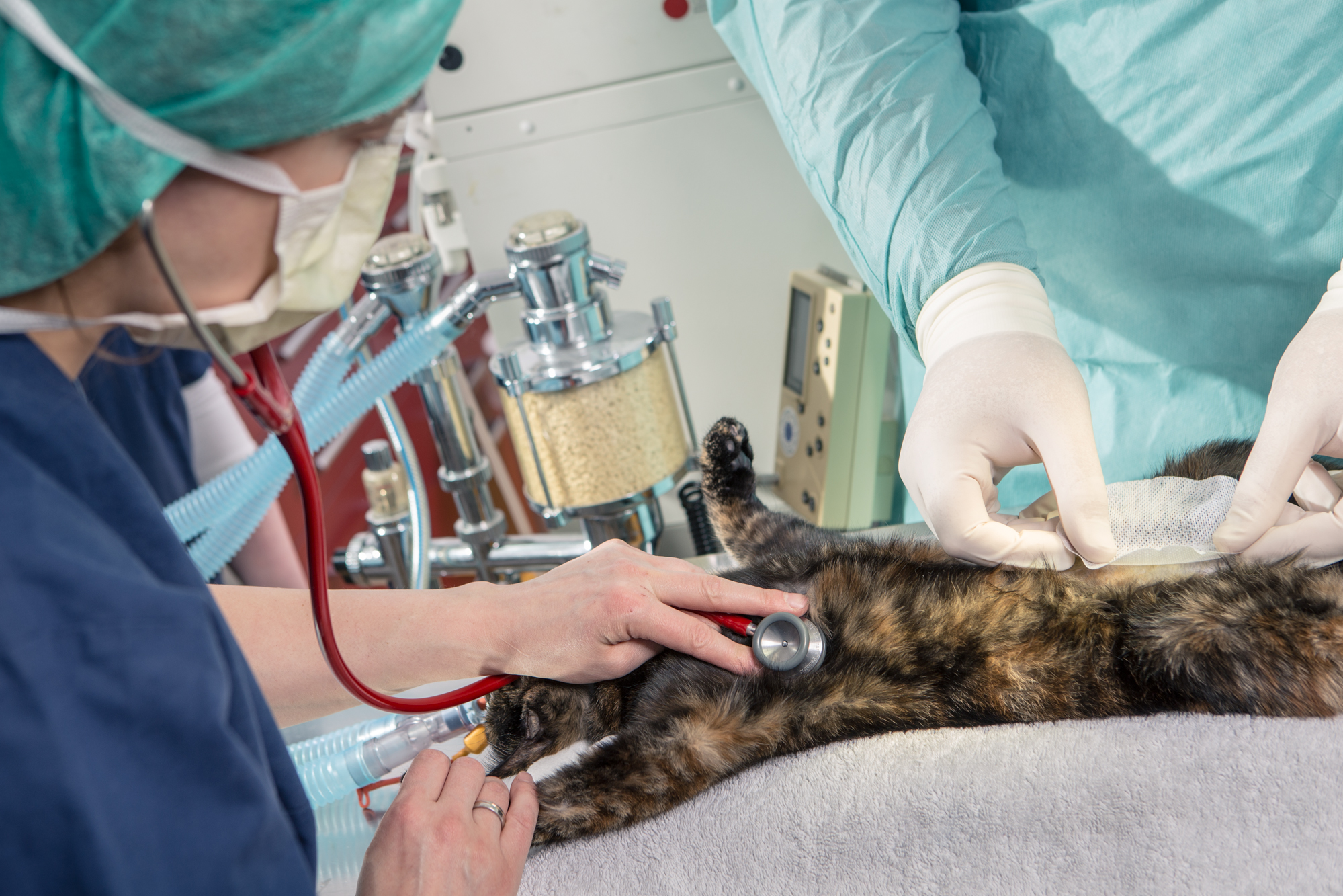 🩺 ULTRASCHALLDIAGNOSTIK BEIM TIERARZT (HOHES NIVEAU) ⸻ 🧠 Was bedeutet das? Ultraschalldiagnostik ist ein bildgebendes Verfahren, bei dem Schallwellen genutzt werden, um Organe im Körper des Tieres sichtbar zu machen – ohne Strahlung. Ein „hohes Niveau“ bedeutet: • moderne High-End-Geräte • erfahrene Untersucher (oft Spezialisten) • sehr detaillierte Diagnostik, inkl. Herzultraschall ⸻ ⚙️ Wie funktioniert das? • Ultraschallsonde sendet Schallwellen in den Körper • Gewebe reflektiert die Wellen unterschiedlich stark • Gerät berechnet daraus ein Live-Bild in Echtzeit ⸻ 🫀 Herzultraschall (Echokardiographie) Sehr wichtiger Spezialbereich: 👉 Beurteilung von: • Herzklappen • Herzmuskel • Herzgröße • Blutfluss 👉 Typische Untersuchungen: • Wanddicke des Herzens • Pumpfunktion • Klappeninsuffizienzen (z. B. Undichtigkeiten) • Herzgeräusche-Abklärung ⸻ 🖥️ Hochmodernes Sonographiegerät Moderne Geräte ermöglichen: • sehr hohe Bildauflösung • Doppler-Technik (Blutfluss sichtbar machen) • 2D-, 3D- oder sogar 4D-Darstellung • Messungen in Echtzeit • Speicherung & digitale Auswertung ⸻ 🐾 Einsatz in der Tiermedizin • Herzdiagnostik (Kardiologie) • Bauchorgane (Leber, Niere, Milz) • Trächtigkeitsdiagnostik • Tumorsuche / Abklärungen • Flüssigkeiten im Körper (z. B. Bauchraum, Brustkorb) ⸻ ✅ Vorteile • keine Strahlenbelastung • schmerzfrei & schonend • Echtzeit-Bilder • sehr genau bei Weichteilen und Herz ⸻ ❌ Grenzen • Knochen und Luft schlecht darstellbar • stark abhängig vom Untersucher • unruhige Tiere erschweren Untersuchung ⸻ 🧠 Merksatz: „Ultraschall zeigt Weichteile in Echtzeit – Herzultraschall zeigt das Herz in Bewegung.“ ⸻ Wenn du willst, kann ich dir auch erklären: 👉 ￼ Unterschied Ultraschall vs. Röntgen vs. CT beim Tierarzt (sehr prüfungsrelevant)