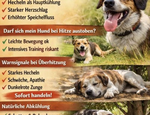 🐶 Darf sich mein Hund bei Hitze austoben? Tipps von der Tierarzt Praxis am Wormser Platz – Dr. Andrianaly