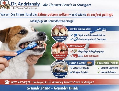 Dr. Andrianaly – die Tierarzt Praxis in Stuttgart